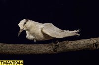 蒼燕鷗藏品圖，第7張